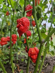 Семена перца Каролина Рипер (Carolina Reaper) красный (red) фото от покупателей 19