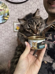 Консервированный корм Purina Pro Plan Veterinary Diets Sterilised Кусочки в паштете с тунцом и лососем для стерилизованных кошек 85 г (8445290173287) фото от покупателей 1
