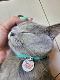Нашийник для котів, шкіряний WAUCAT Glamour із QR-паспортом, без оздоблень, XXS, ширина 9 мм, довжина 22-30 см, рожевий (32487) фото від покупців 4