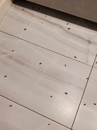 Средство от тараканов гель ТАРГАНИТ Cockroach Gel (комплект 2 шприца по 20 мл), эффективный гель от тараканов, средство гель-паста для уничтожения тараканов ТАРГАНИТ Cockroach Gel, эффективен против популярных видов тараканов рыжих, черных и прусаков фото от покупателей 12
