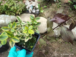 Бірючина овальнолиста золота Aureum 0,5 л саджанець в горщику Matla Flowers