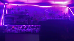 Светодиодная фитолента для комнатных растений рассады цветов микрозелени Led SMD 2835 USB фитолампа Grow Light полный спектр диодная фито лента ультрафиолетовая юсб 2 метра фото от покупателей 10