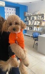 Зимний комбинезон для собак Dog S Оранжевый