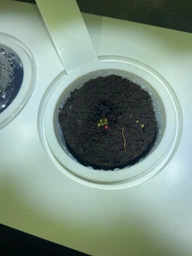 Сменный картридж Click&Grow Мини томат 3 шт (4742793007304)
