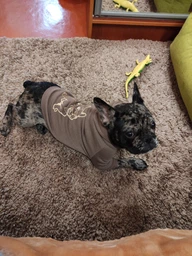 Худи для собак DogClub Frenchdog XXL Brown фото от покупателей 1