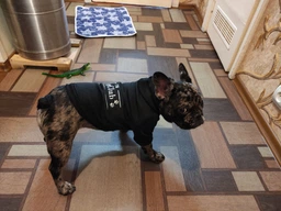 Худи для собак DogClub Brand L Black фото от покупателей 2