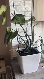 Розумний вазон Plastkon Water Flower Lover антрацит 3 л