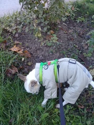 Зимовий комбінезон з поясом для собак Dogs Bomba малиновий, розмір 7 фото від покупців 10