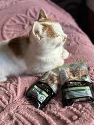 Вологий корм для стерилізованих котів Purina Pro Plan Sterilised Пуріна Проплан з яловичиною в підливці пауч 85 г 26 шт (7613036092883) фото от покупателей 2