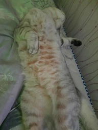 Сухой корм для кошек Purina One Steril Cat Salmon & Wheat 200 г (7613034765239) фото от покупателей 14