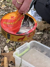 Сюрстремминг Surstromming Röda Ulven 400г банка (ферментированная сельдь Surströmming сюрстреминг) (22199) фото от покупателей 17