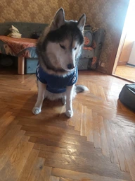 Толстовка для собак Adidog 2XL Розовый