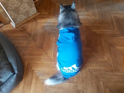Толстовка для собак Adidog 2XL Синий фото от покупателей 18
