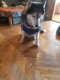 Толстовка для собак Adidog 2XL Синий фото от покупателей 16