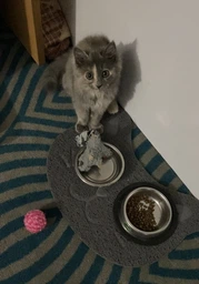 Игрушка для котов GiGwi Енот с кошачьей мятой Catch&scratch 8 см (75019Collar) фото от покупателей 1