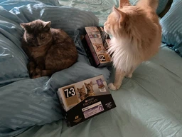 Влажный корм для кошек Purina Pro Plan Sterilised кусочки в соусе с говядиной 5 х 85 г, с курицей 5 х 85 г (Мультипак) фото от покупателей 5