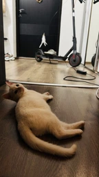 Игрушка для котов палочка дразнилка с перьями на присоске VMHouse интерактивная удочка для кошки или кота имитация птицы с пером черный (0063-0002) фото от покупателей 12