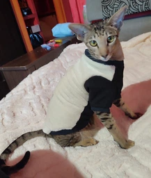 Теплая кофта для котов (кошек) из махровой ткани Style Pets Silv Cat (KM/SC/R) XS