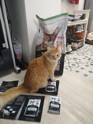 Сухой корм Purina Pro Plan Sterilised с кроликом для стерилизованных кошек и кастрированных котов 1,5 кг фото от покупателей 10