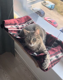 Подвесная лежанка - гамак для кошек Window Mounted Cat Bed