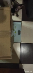Інтерактивна іграшка кігтеточка (дряпка) для котиків OrganicSchef дерево джут деревяні кульки котяча мята 60х30см (715943235699) фото от покупателей 1