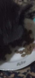 Сухий корм PURINA ONE Adult для дорослих котів комплекс Bifensis з лососем 800 г