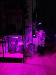 Фитолампа для растений двойная 10Вт, настольная светодиодная LED лампа на 2 ветки для подсветки рассады, комнатных и тепличных растений с таймером, клипсой-зажимом и USB питанием, синий, красный, фиолетовый свет Черная LP-417