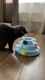 Іграшка для котів Піраміда VMHouse ігровий трек башта трирівнева з кульками для кішок інтерактивна гра пірамідка з м'ячиками для кішки або кота помаранчевий (0118-0003) фото від покупців 3