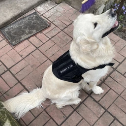 Шлейка для собак Harness K9 Long, металева пряжка фастекс і система MOLLE, L (77-99 см) Оливковий (076L-GREEN) фото від покупців 2