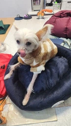 Лежак для котов и собак Природа Tommy 50х50х10 см (4823082430666) фото от покупателей 17