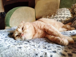 Сухой корм Purina Pro Plan Sterilised с кроликом для стерилизованных кошек и кастрированных котов 1,5 кг фото от покупателей 6