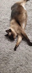 Сухой корм для взрослых стерилизованных кошек Purina Pro Plan Sterilised Adult 1+ Renal Plus с лососем 14 кг (7613287887597)