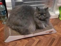 Кігтеточка - лежанка дряпка для кішок та котів WellCat Graceful 53х24х8 см та коробка будинок 54*26*24,5см фото від покупців 4