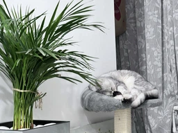Дряпка для котів Lucky Pet будинок "Верховина плюс" (хутро,бежевий) - 36х36х54 см фото від покупців 2