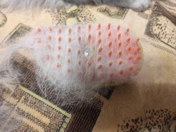 Паровая щетка расческа для вычесывания шерсти котов 3 в 1 Steamy Cat Brush Зеленая фото от покупателей 4