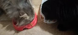 Сухой корм для котов Purina Pro Plan Sterilised Renal Plus с индейкой 1.5 кг (НФ-00000360) фото от покупателей 16