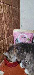 Сухий корм Purina One Junior для кошенят з куркою 450 г. (8445290071972) фото від покупців 1