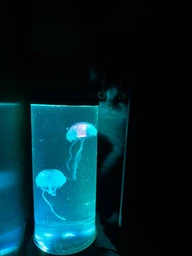 Аквариум с 3D медузами LED Ночник 16 цветов, Светодиодная лавовая лампа 30 см товары для дома Разноцветная лампа-аквариум с медузами с ПУЛЬТОМ управления JELLY fish MOOD Lamp Черный фото от покупателей 5