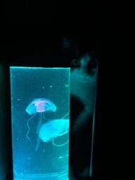 Аквариум с 3D медузами LED Ночник 16 цветов, Светодиодная лавовая лампа 30 см товары для дома Разноцветная лампа-аквариум с медузами с ПУЛЬТОМ управления JELLY fish MOOD Lamp Черный фото от покупателей 4