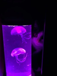 Аквариум с 3D медузами LED Ночник 16 цветов, Светодиодная лавовая лампа 30 см товары для дома Разноцветная лампа-аквариум с медузами с ПУЛЬТОМ управления JELLY fish MOOD Lamp Черный фото от покупателей 1