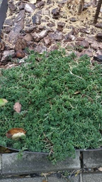 Саженцы Яскрава Седум Coral Carpet (Корал Карпет) контейнер 0.5 л (49033)