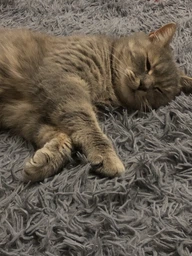Сухой корм Purina Friskies для взрослых котов с курицей и овощами 10 кг фото от покупателей 5