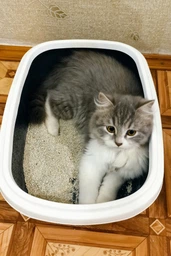 Туалет для котов Природа Comfort M 41 х 30 х 13 см Ультрамарин (4823082417384) фото от покупателей 2