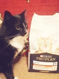 Сухой корм для котов Purina Pro Plan Adult 1+ Vital Functions с лососем 1.5 кг (НФ-00000363) фото от покупателей 14