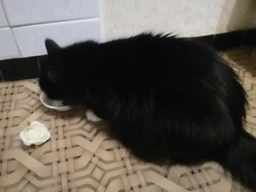 Сухой корм для котов Purina Pro Plan Adult 1+ Vital Functions с лососем 1.5 кг (НФ-00000363) фото от покупателей 12