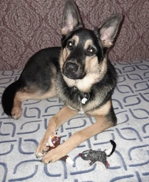 Іграшка для собак GiGwi Лисиця з пищалкою Plush 9 см (75043Collar)