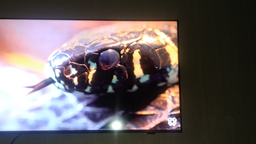 Телевізор Philips MiniLED 55PML8709/12