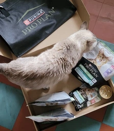 Сухой корм для котов Purina Pro Plan Sterilised Renal Plus с индейкой 1.5 кг (НФ-00000360) фото от покупателей 7
