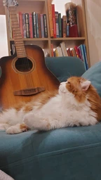 Корм сухой Savory Adult Cat Gourmand Fresh Salmon and White Fish для длинношерстных котов со свежим.лососом и белой.рыбой 8 кг фото от покупателей 13