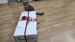 Кігтеточка - лежанка дряпка для кішок та котів WellCat Graceful 53х24х8 см та коробка будинок 54*26*24,5см
